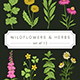 Hand drawn Vintage Style Wildflower and Herb Vector Illustrations